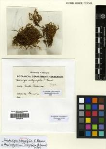 Type specimen at Edinburgh (E). Palisot de Beauvois, Ambroise: . Barcode: E00428195.