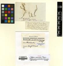 Type specimen at Edinburgh (E). Bory, Jean: . Barcode: E00428257.