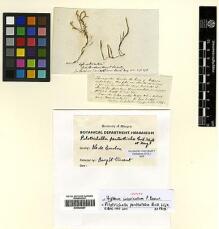 Type specimen at Edinburgh (E). Bory, Jean: . Barcode: E00428257. Type specimen at Edinburgh (E). Bory, Jean: . Barcode: E00428257.