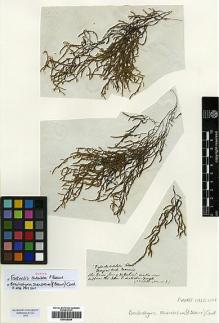 Type specimen at Edinburgh (E). Palisot de Beauvois, Ambroise: . Barcode: E00428284.