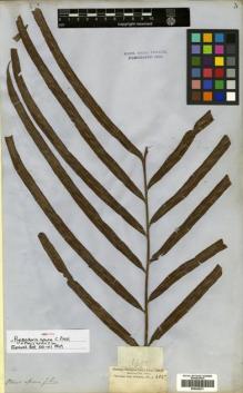 Type specimen at Edinburgh (E). Cuming, Hugh: 342. Barcode: E00428331.