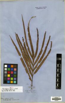 Type specimen at Edinburgh (E). Cuming, Hugh: 342. Barcode: E00428335.