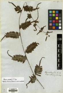 Type specimen at Edinburgh (E). Cuming, Hugh: 410. Barcode: E00428400.