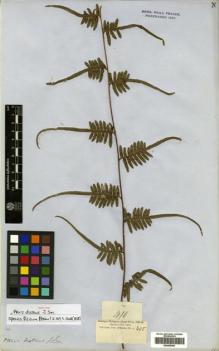 Type specimen at Edinburgh (E). Cuming, Hugh: 410. Barcode: E00428403.