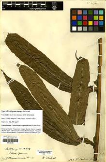 Type specimen at Edinburgh (E). Henry, Augustine: 10089. Barcode: E00428462.