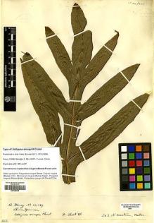 Type specimen at Edinburgh (E). Henry, Augustine: 10089. Barcode: E00428464.