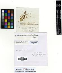 Type specimen at Edinburgh (E). Bory, Jean: . Barcode: E00428480.