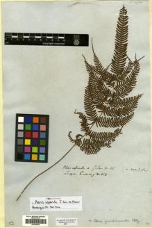 Type specimen at Edinburgh (E). Cuming, Hugh: 413. Barcode: E00428505.