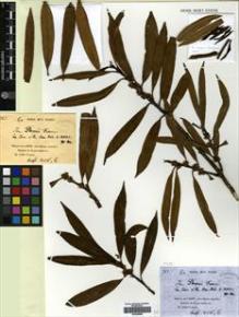 Type specimen at Edinburgh (E). Farges, Paul: 763. Barcode: E00428550.