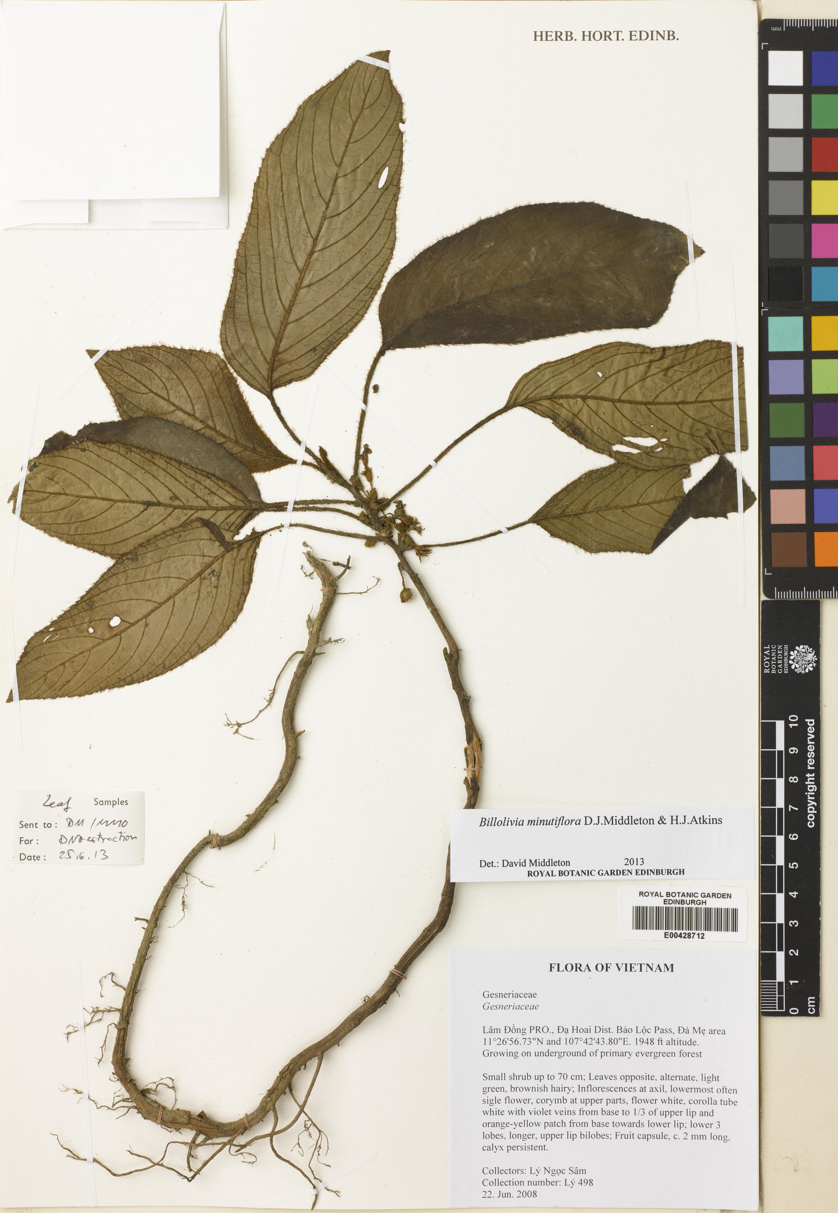 Billolivia minutiflora — ảnh 2