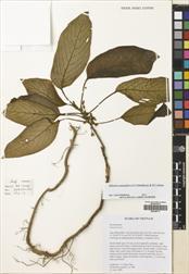 Billolivia minutiflora — ảnh 3