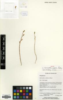 Type specimen at Edinburgh (E). Middleton, David; Karaket, P; Lindsay, Stuart; Phutthai, T; Suddee, S: 4692. Barcode: E00428799.