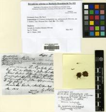Type specimen at Edinburgh (E). Winter, H.: . Barcode: E00428849.