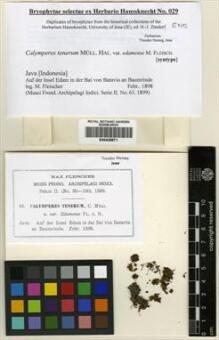 Type specimen at Edinburgh (E). Fleischer, Max: . Barcode: E00428871.