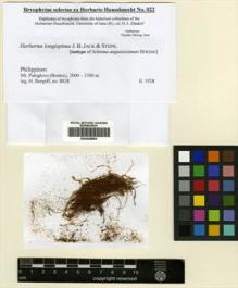 Type specimen at Edinburgh (E). : 8028. Barcode: E00428894.