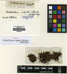 Type specimen at Edinburgh (E). Schleicher, Johann: . Barcode: E00428903.