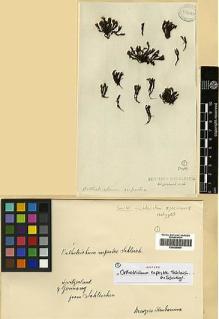 Type specimen at Edinburgh (E). Schleicher, Johann: . Barcode: E00428904.