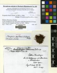 Type specimen at Edinburgh (E). Troll, Carl: 65. Barcode: E00428928.