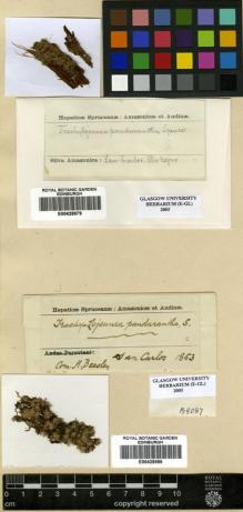 Type specimen at Edinburgh (E). Spruce, Richard: . Barcode: E00428979.