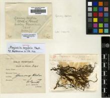 Type specimen at Edinburgh (E). : LILLIE 11. Barcode: E00428992.