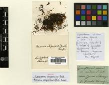 Type specimen at Edinburgh (E). Schleicher, Johann: . Barcode: E00428995.