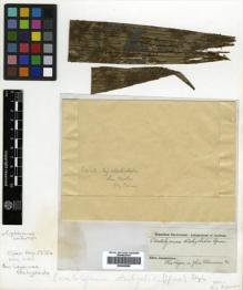 Type specimen at Edinburgh (E). Spruce, Richard: . Barcode: E00428998.