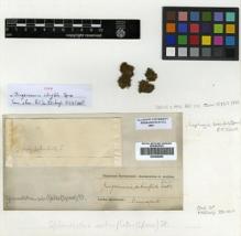 Type specimen at Edinburgh (E). Spruce, Richard: . Barcode: E00428999.