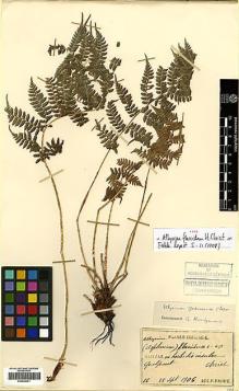 Type specimen at Edinburgh (E). Faurie, Urbain: 16. Barcode: E00429001.