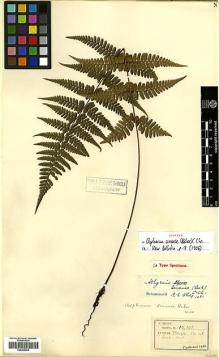 Type specimen at Edinburgh (E). Henry, Caroline: 10101. Barcode: E00429004.