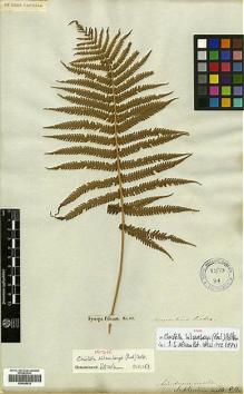 Type specimen at Edinburgh (E). Sieber, Franz(e): . Barcode: E00429012.