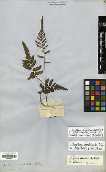 Type specimen at Edinburgh (E). Cuming, Hugh: 149. Barcode: E00429013.