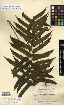 Type specimen at Edinburgh (E). Elmer, Adolph: 8999. Barcode: E00429014.