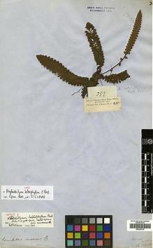 Type specimen at Edinburgh (E). Cuming, Hugh: 322. Barcode: E00429018.