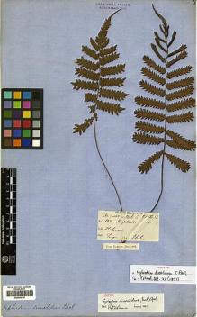 Type specimen at Edinburgh (E). Cuming, Hugh: 102. Barcode: E00429019.