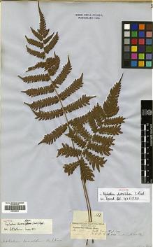 Type specimen at Edinburgh (E). Cuming, Hugh: 102. Barcode: E00429021.