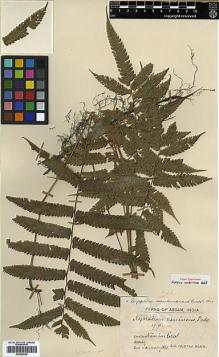 Type specimen at Edinburgh (E). Manng, G.: . Barcode: E00429025.
