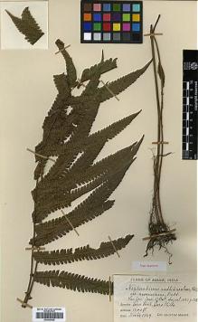 Type specimen at Edinburgh (E). Manng, G.: . Barcode: E00429026.
