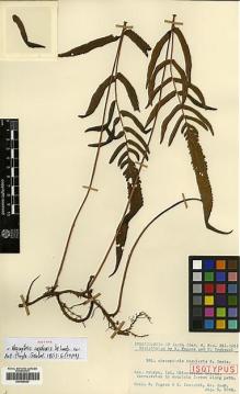 Type specimen at Edinburgh (E). Tagawa, Motozi; Iwatsuki, Kunio: 2248. Barcode: E00429029.