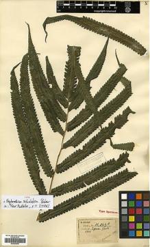 Type specimen at Edinburgh (E). Henry, Caroline: 11809A. Barcode: E00429030.