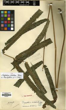 Type specimen at Edinburgh (E). Henry, Caroline: 11809A. Barcode: E00429031.