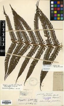 Type specimen at Edinburgh (E). Cavalerie, Pierre: 1224. Barcode: E00429034.
