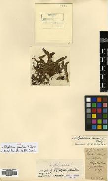 Type specimen at Edinburgh (E). Cavalerie, Pierre: 1234. Barcode: E00429035.