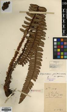 Type specimen at Edinburgh (E). Cavalerie, Pierre: 1842. Barcode: E00429037.