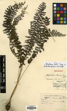 Type specimen at Edinburgh (E). Cavalerie, Pierre: 3757. Barcode: E00429040.