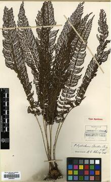 Type specimen at Edinburgh (E). Cavalerie, Pierre: 3757. Barcode: E00429041.