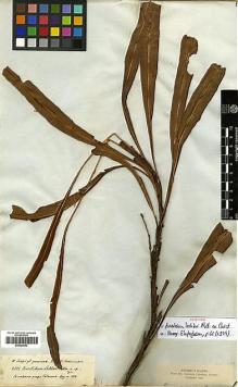 Type specimen at Edinburgh (E). Lechler, Wilibald: 2522. Barcode: E00429052.