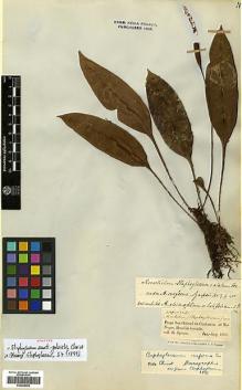 Type specimen at Edinburgh (E). Spruce, Richard: 2309 ET 2245. Barcode: E00429058.