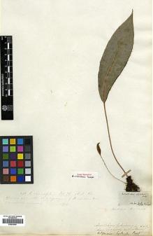Type specimen at Edinburgh (E). Desvaux: . Barcode: E00429059.