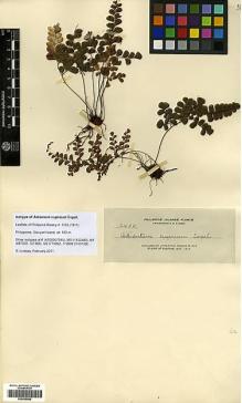Type specimen at Edinburgh (E). Elmer, Adolph: 12400. Barcode: E00429068.