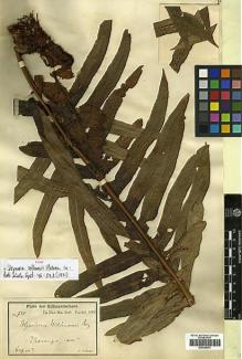 Type specimen at Edinburgh (E). Volkens, George: 735. Barcode: E00429072.